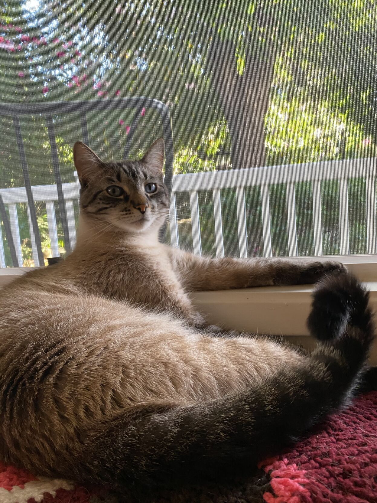 Mikko